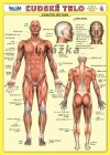 Obrázok - Ľudské telo