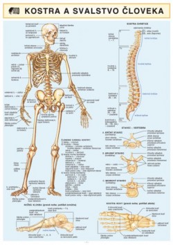 Obrázok - Kostra a svalstvo človeka