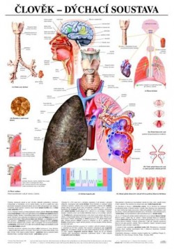 Obrázok - Člověk - dýchací soustava